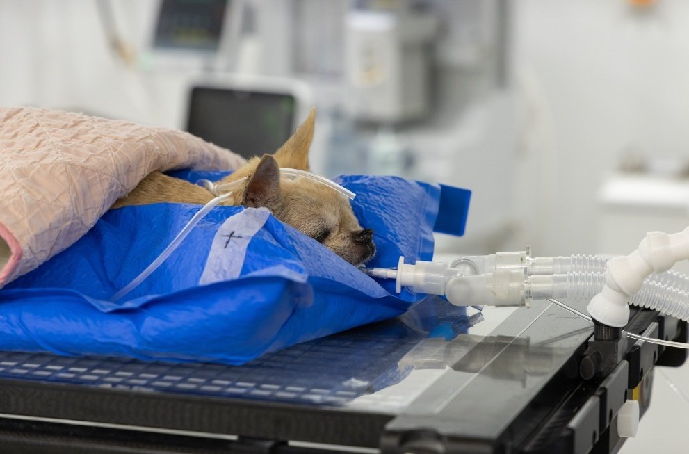 본문 이미지 - 로얄동물메디컬센터의 방사선 치료는 마취부터 방사선 조사까지 10분 내외로 짧은 치료 시간이 특징이다. (로얄동물메디컬센터 제공) ⓒ 뉴스1