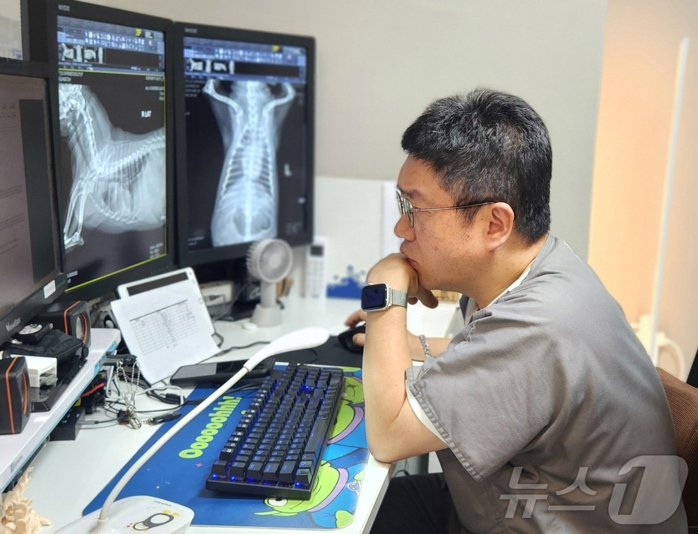 본문 이미지 - 김영환 로얄동물메디컬센터 영상의학 원장이 다른 과에서 요청한 반려견의 영상을 판독하고 있다. 로얄동물메디컬센터는 분야별 특화 진료를 본다. ⓒ 뉴스1 한송아 기자