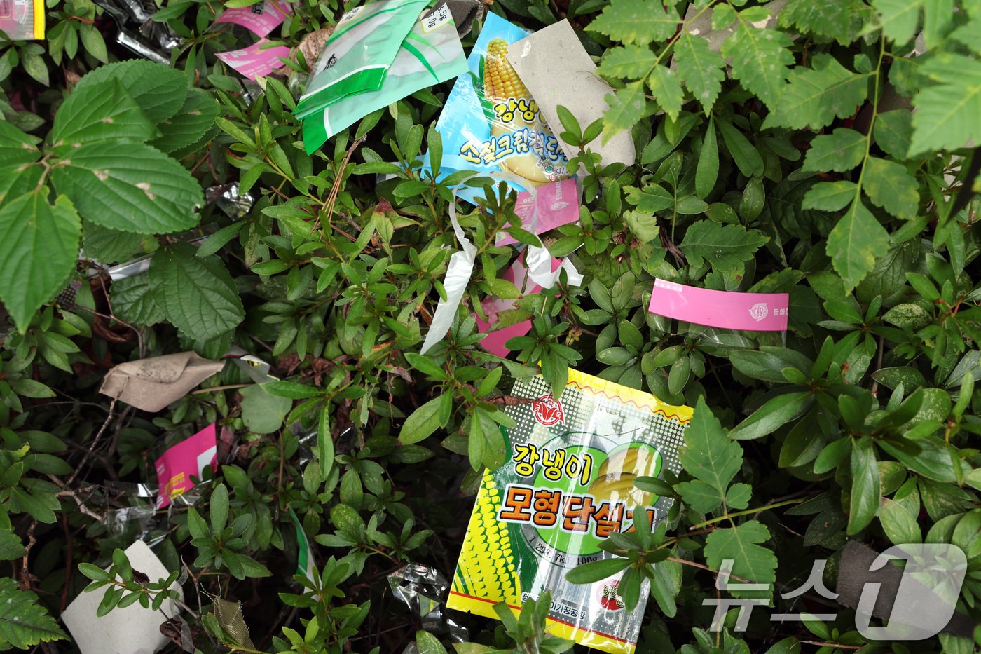 본문 이미지 - 5일 오전 서울 여의도 국회 의정관 인근에 북한이 살포한 오물풍선 잔해가 널부러져 있다. 2024.9.5/뉴스1 ⓒ News1 신웅수 기자