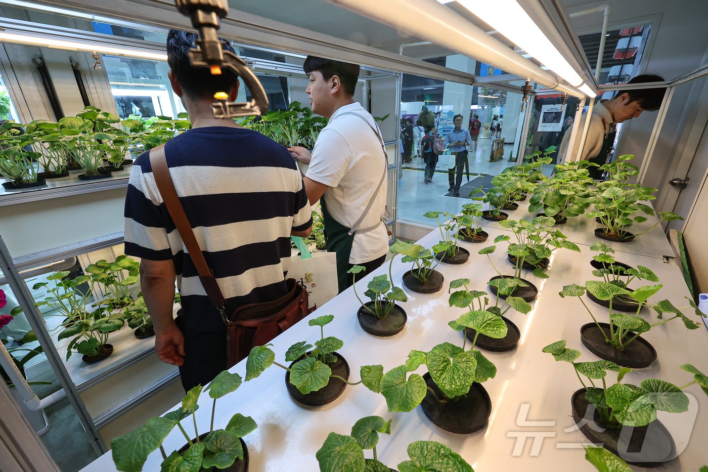 본문 이미지 - 서울 서초구 aT센터에서 열린 '2024 대한민국 농업박람회'에서 관람객이 스마트팜 시설을 살펴보고 있다. 2024.9.5/뉴스1 ⓒ News1 김도우 기자
