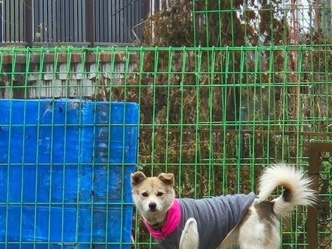 2만원에 팔려온 자매견…비 맞으며 밭지킴이로 전락[가족의 발견(犬)]