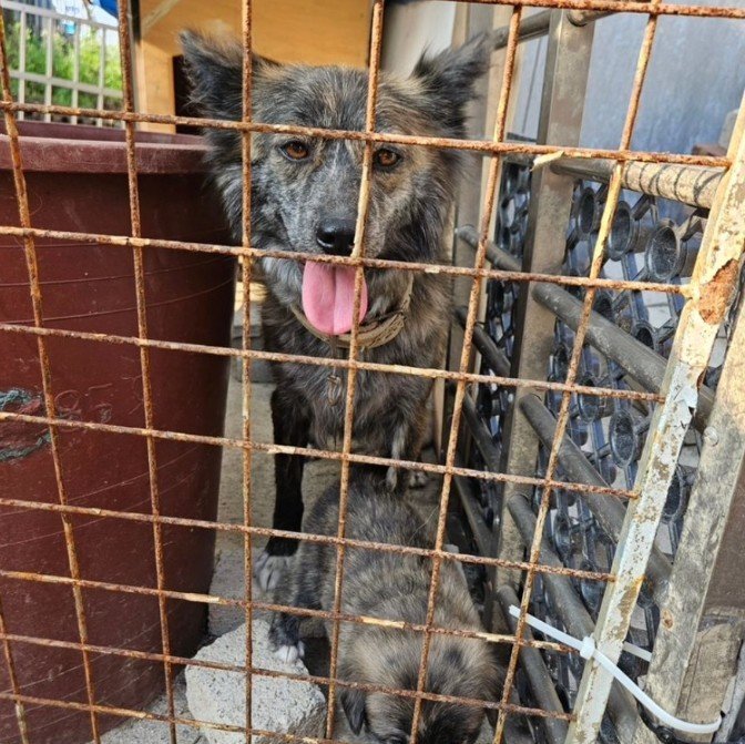 본문 이미지 - 밭 옆에 묶여 새끼를 낳고 돌보던 지나 (너와함개냥 제공) ⓒ 뉴스1