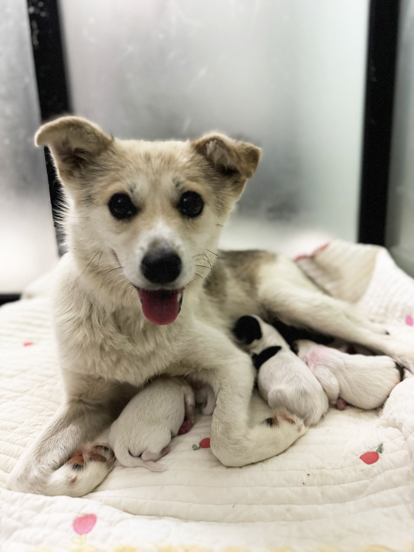 본문 이미지 - 지난 7월 4일 출산 후 새끼를 돌보는 중인 애나 (너와함개냥 제공) ⓒ 뉴스1