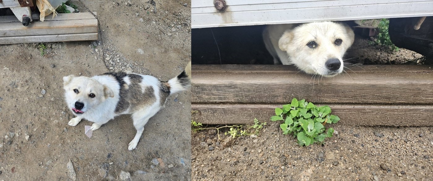 본문 이미지 - 밭지킴이견으로 짧은 줄에 묶여 살던 애나 (너와함개냥 제공) ⓒ 뉴스1