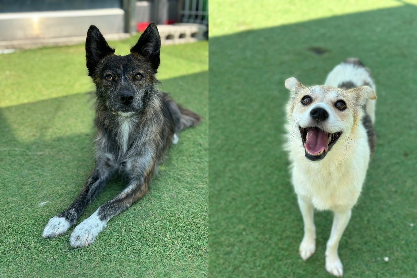 본문 이미지 - 너와함개냥에서 보호 중인 지나(왼쪽)와 애나 (너와함개냥 제공)ⓒ 뉴스1