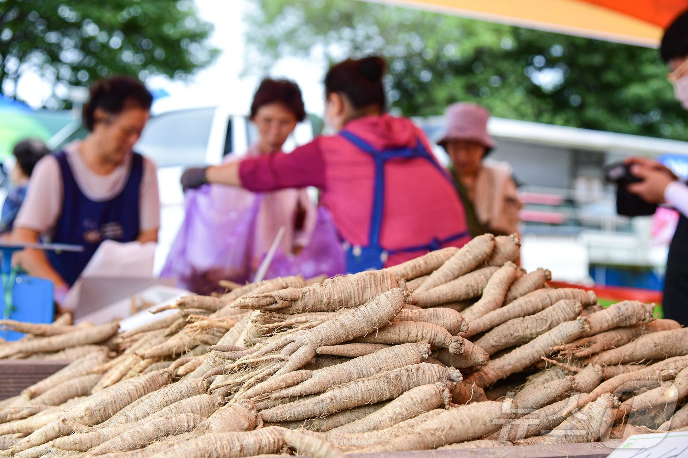 본문 이미지 - 대한민국 유일 더덕을 소재로 한 '제11회 횡성더덕축제'가 지난 6일 청일면 유동리 일원에서 개막했다. 축제는 '더 맛나요 횡성더덕, 다 함께 즐겨요 청일에서'를 주제로 오는 8일까지 이어진다. (횡성군 제공) 2024.9.7/뉴스1 ⓒ News1 이종재 기자