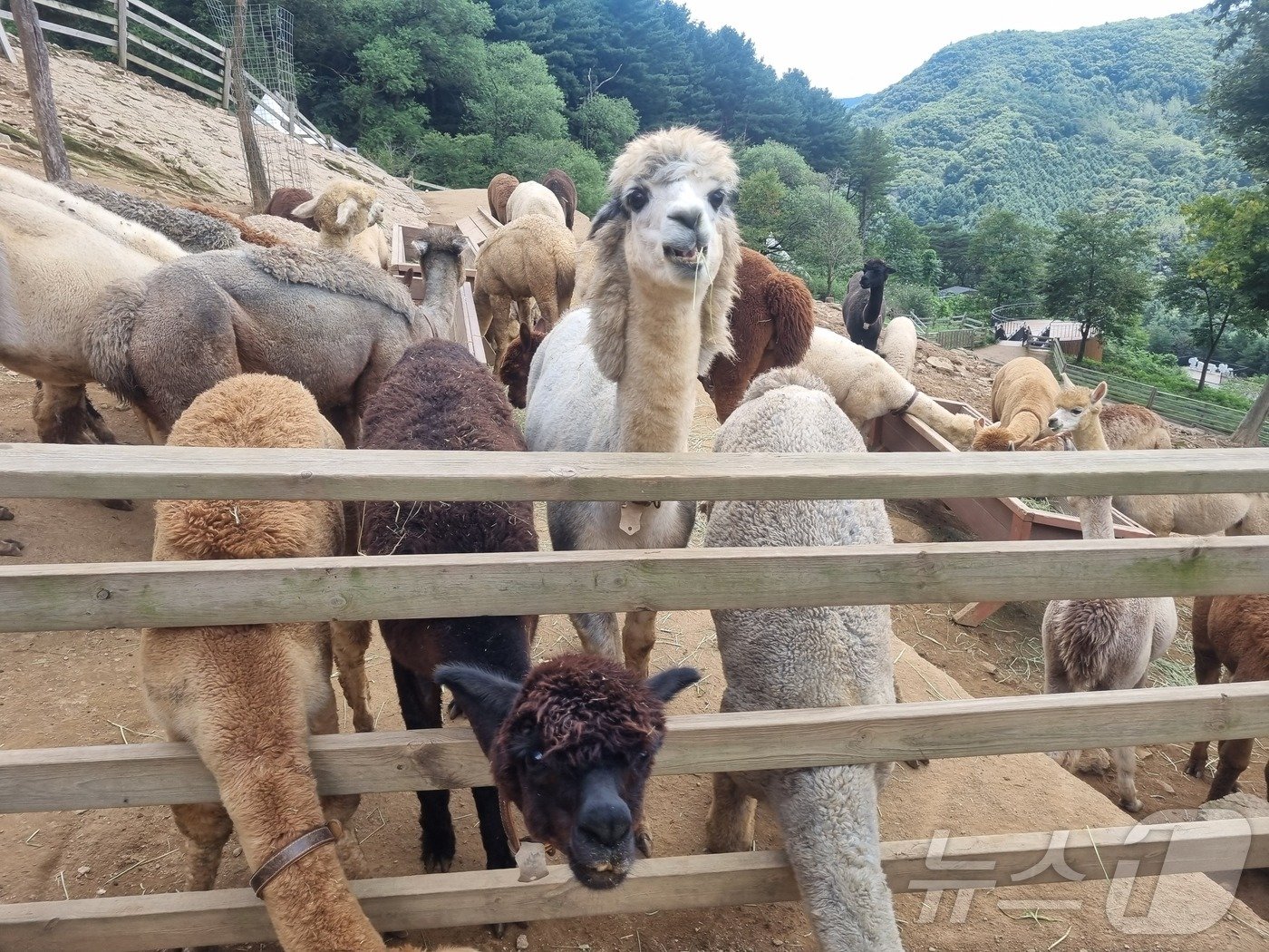 본문 이미지 - 7일 홍천 알파카월드에는 가족과 연인 단위 관광객들의 발길이 이어졌다. 알파카월드에서는 200여 마리의 알파카와 독수리, 사막여우, 염소, 사슴 등 다양한 동물을 만날 수 있다.(독자제공) 2024.9.7/뉴스1