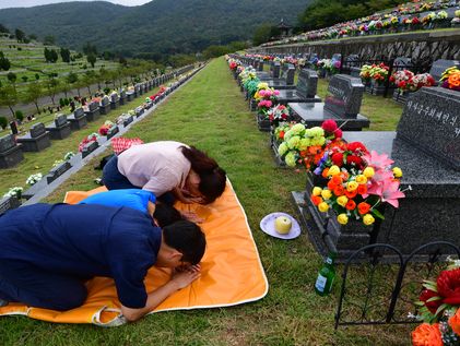 추석 때 하루 60명씩 벌에 쏘여…5년간 1442명 부상