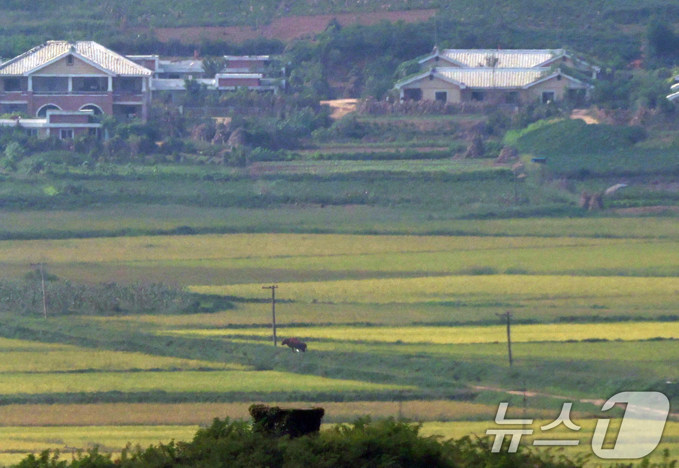 (파주=뉴스1) 구윤성 기자 = 북한의 정권수립일인 76주년 9·9절을 하루 앞둔 8일 경기 파주 오두산 통일전망대에서 바라본 황해북도 개풍군 마을에 소 한마리가 길을 걷고 있다. …