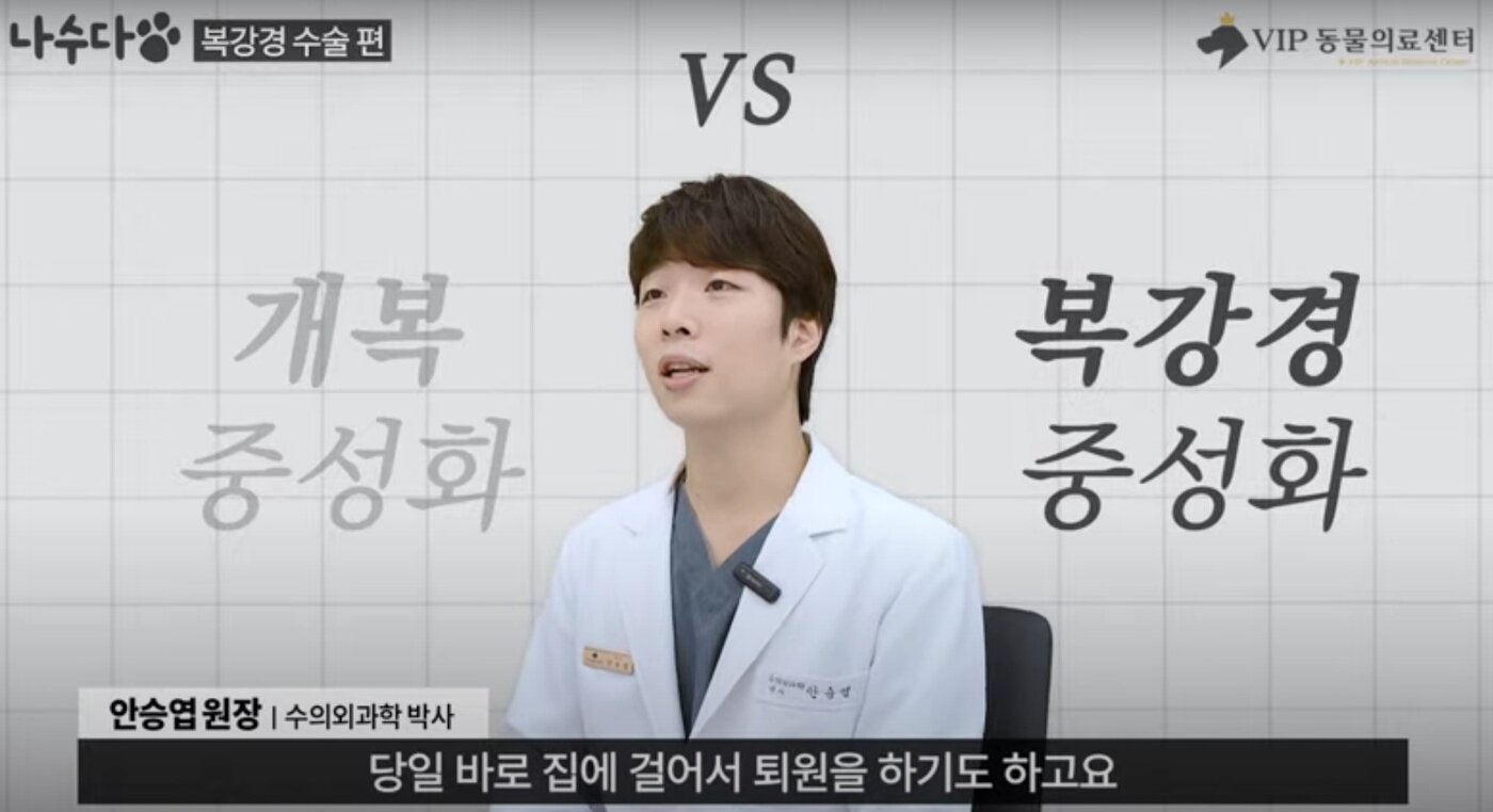 본문 이미지 - 안승엽 VIP동물의료센터 성북점 원장. 동물병원에서 가장 많이 이뤄지는 복강경 수술은 암컷의 중성화 수술이다. (VIP동물의료센터 제공) ⓒ 뉴스1