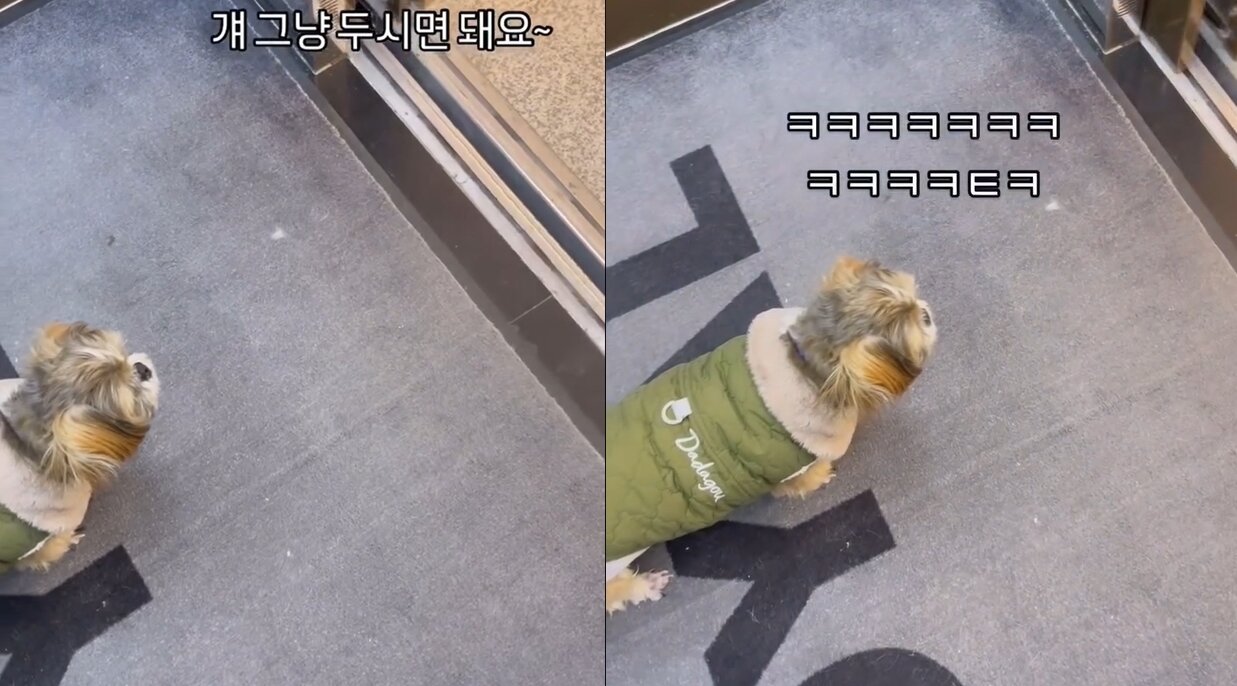 본문 이미지 - 반려동물 보호자가 인스타그램에 올린 '동물병원 엘리베이터에서 만난 어슬렁 강아지'란 제목의 영상이 200만회 가까이 조회수를 기록하며 화제가 되고 있다. (인스타그램 yoonhyuk_kiim 갈무리) ⓒ 뉴스1
