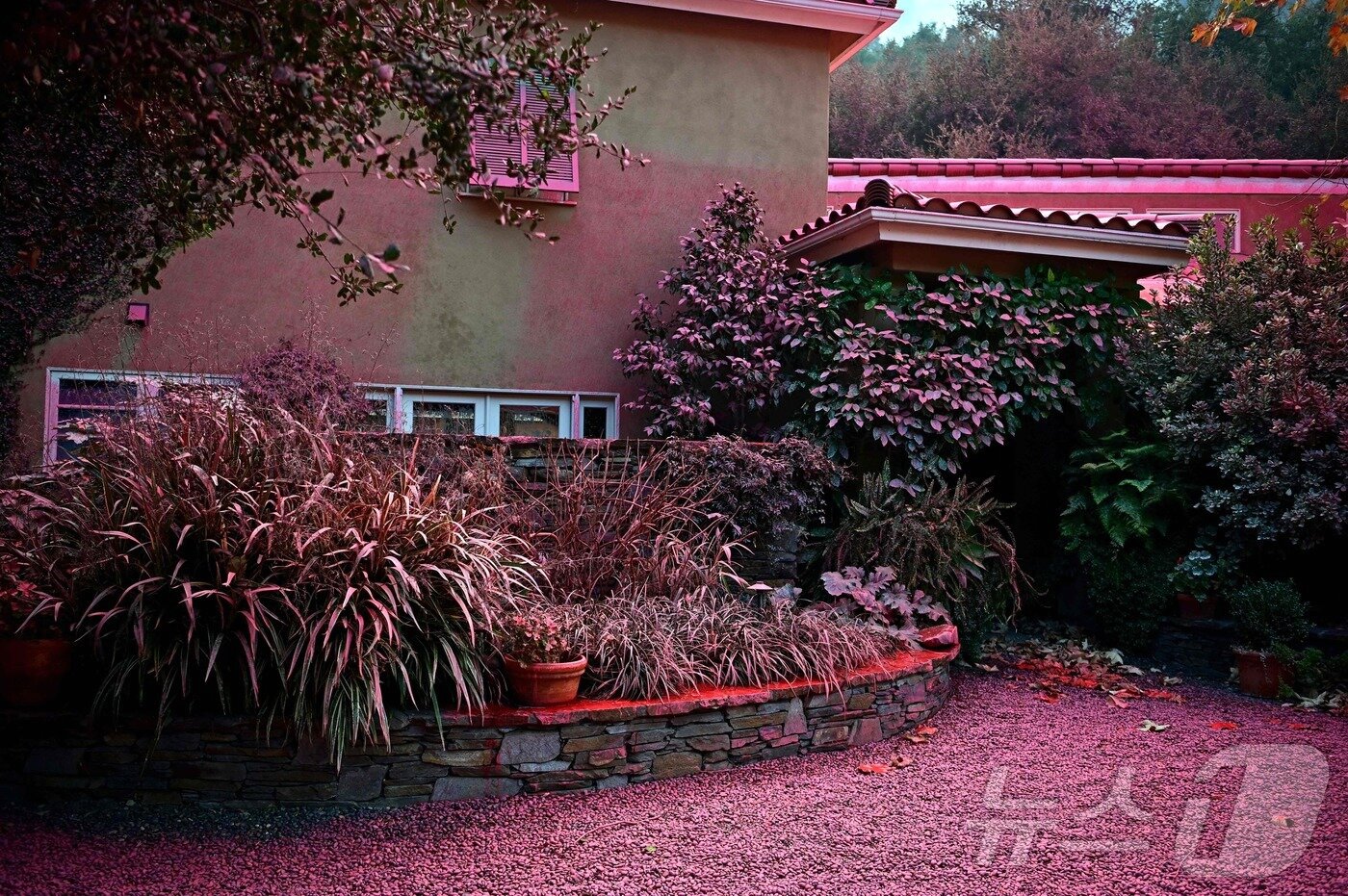 본문 이미지 - 11일(현지시간) 미국 LA 맨데빌 계곡에 있는 한 주택이 온통 핑크빛이다. ⓒ AFP=뉴스1 ⓒ News1 박형기 기자