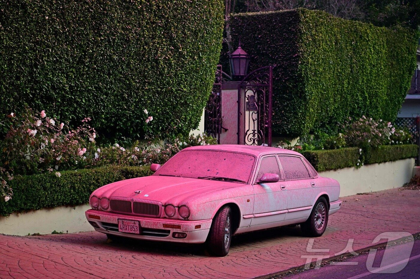 본문 이미지 - 12일(현지시간) LA 맨데빌 계곡 한 주택가에 분홍색으로 변한 차량이 주차돼 있다.  ⓒ AFP=뉴스1 ⓒ News1 박형기 기자