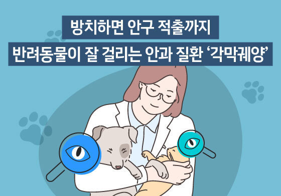 방치했다간 안구 적출도…반려동물이 잘 걸리는 '각막궤양'[펫카드]
