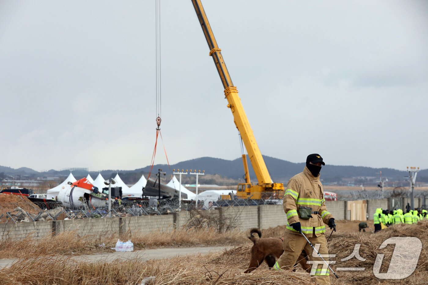본문 이미지 - 15일 오전 전남 무안국제공항 참사 현장에서 항공·철도사고 조사위원회 관계자들이 기체 잔해를 수습하는 가운데 소방관이 수색견과 인근을 둘러보고 있다. 2025.1.15/뉴스1 ⓒ News1 박지현 기자