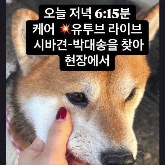 동물보호단체 "학대 정황 견주·개 분리 조치 필요해"