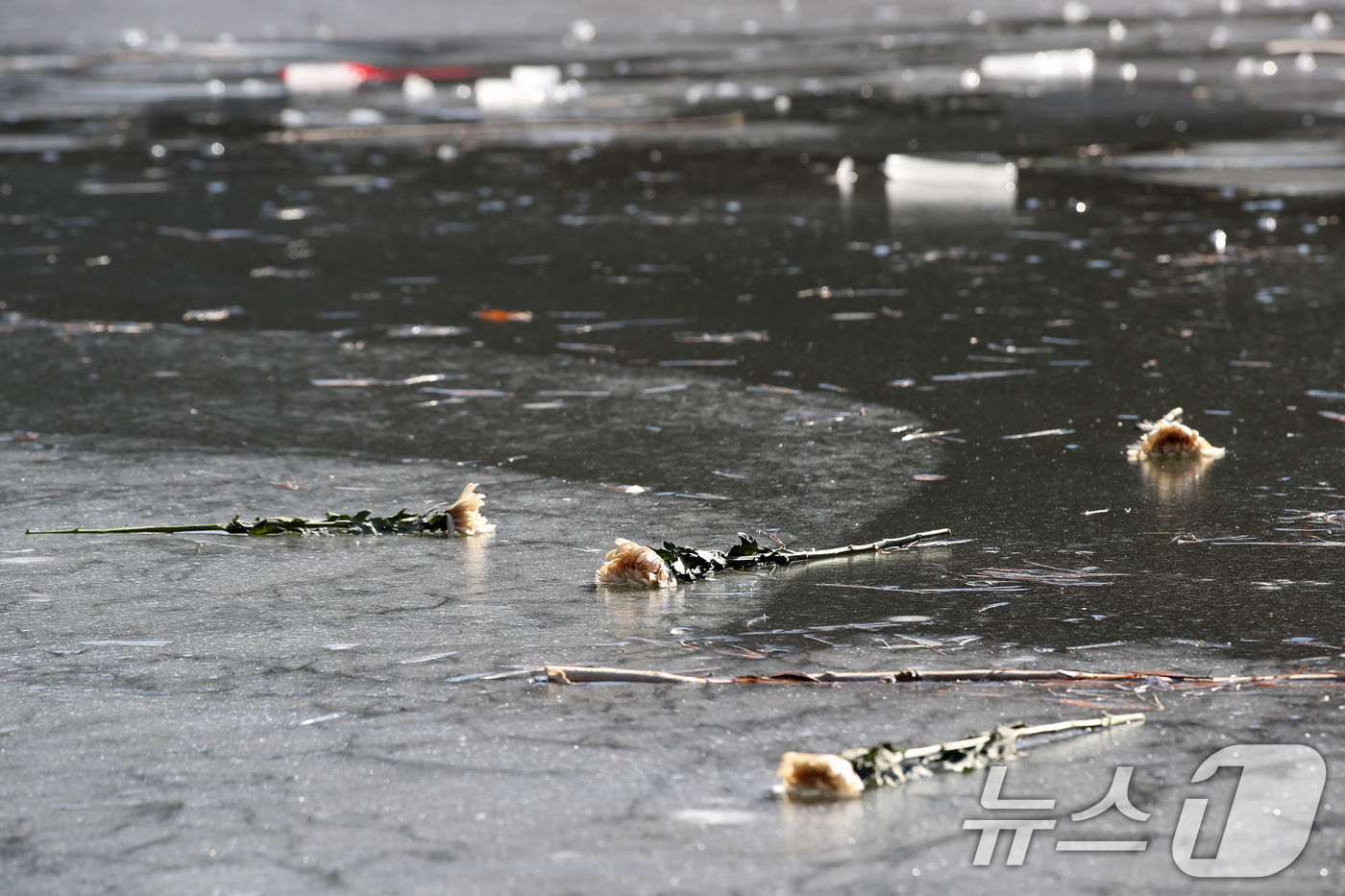 (대구=뉴스1) 공정식 기자 = 16일 오후 대구 달성군 다사읍 서재리 한 저수지에 흰 국화가 놓여 있다.지난 13일 오후 이 저수지 빙판 위에서 중학생 11명이 놀다가 얼음이 깨 …