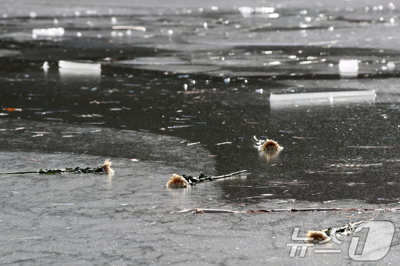 (대구=뉴스1) 공정식 기자 = 16일 오후 대구 달성군 다사읍 서재리 한 저수지에 흰 국화가 놓여 있다.지난 13일 오후 이 저수지 빙판 위에서 중학생 11명이 놀다가 얼음이 깨 …