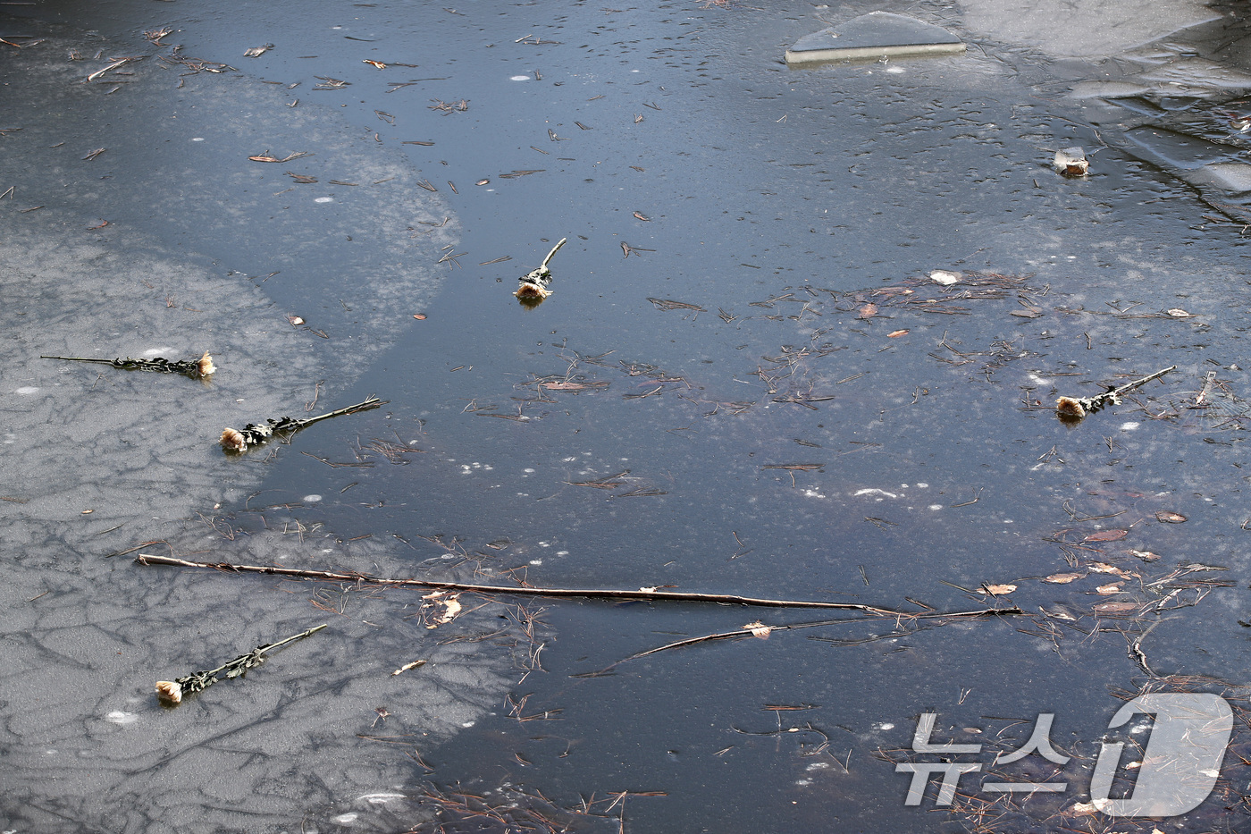 (대구=뉴스1) 공정식 기자 = 16일 오후 대구 달성군 다사읍 서재리 한 저수지에 흰 국화가 놓여 있다.지난 13일 오후 이 저수지 빙판 위에서 중학생 11명이 놀다가 얼음이 깨 …