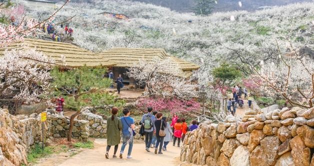 광양매화축제, 2025년 전남도 대표축제 선정…3년 연속