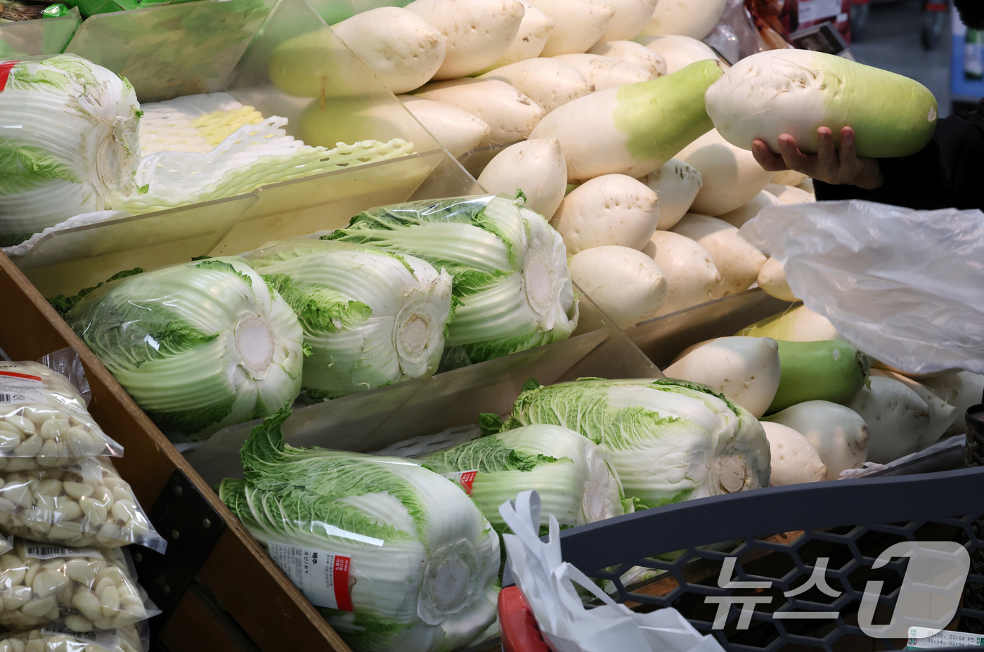 (서울=뉴스1) 박세연 기자 = 17일 서울시내 한 대형마트에서 한 시민이 배추와 무 등 채소를 고르고 있다.설 명절을 앞두고 과일·채소 값 급등으로 인한 식탁 물가 상승에 들썩이 …