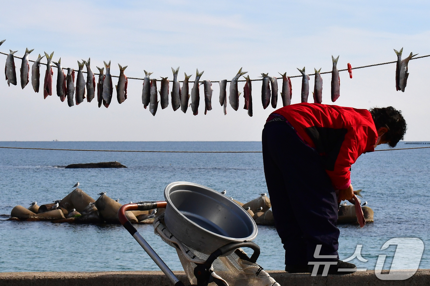 (포항=뉴스1) 최창호 기자 = 절기상 대한(大寒) 을 하루 앞둔 19일 경북 포항시 북구 흥해읍 칠포리 해안에서 주민들이 청어 과메기를 줄에 널고 있다. 2025.1.19/뉴스1 …