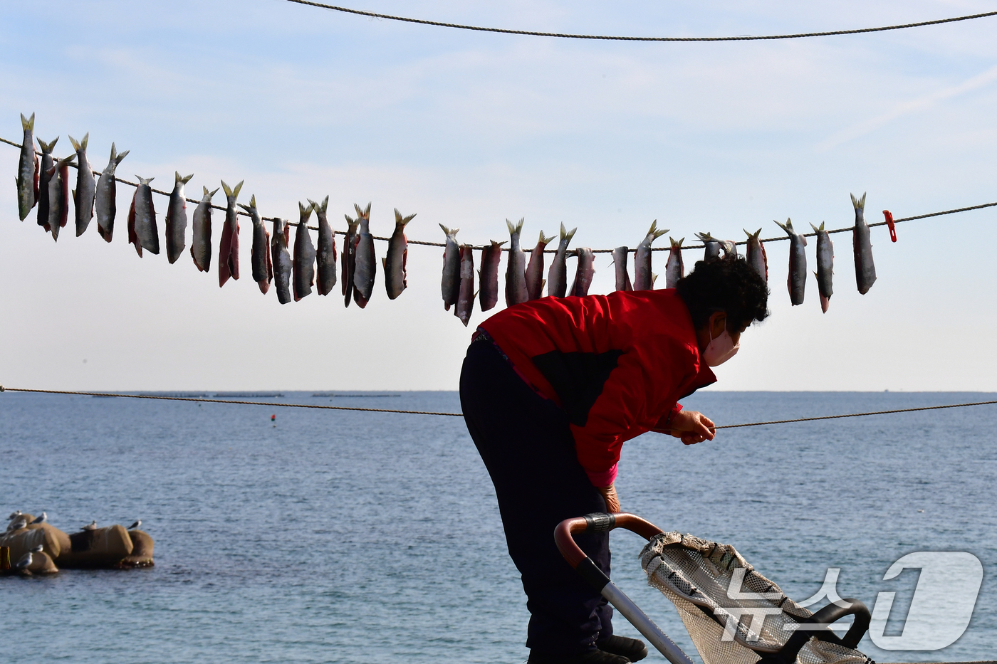 (포항=뉴스1) 최창호 기자 = 절기상 대한(大寒) 을 하루 앞둔 19일 경북 포항시 북구 흥해읍 칠포리 해안에서 주민들이 청어 과메기를 줄에 널고 있다. 2025.1.19/뉴스1 …