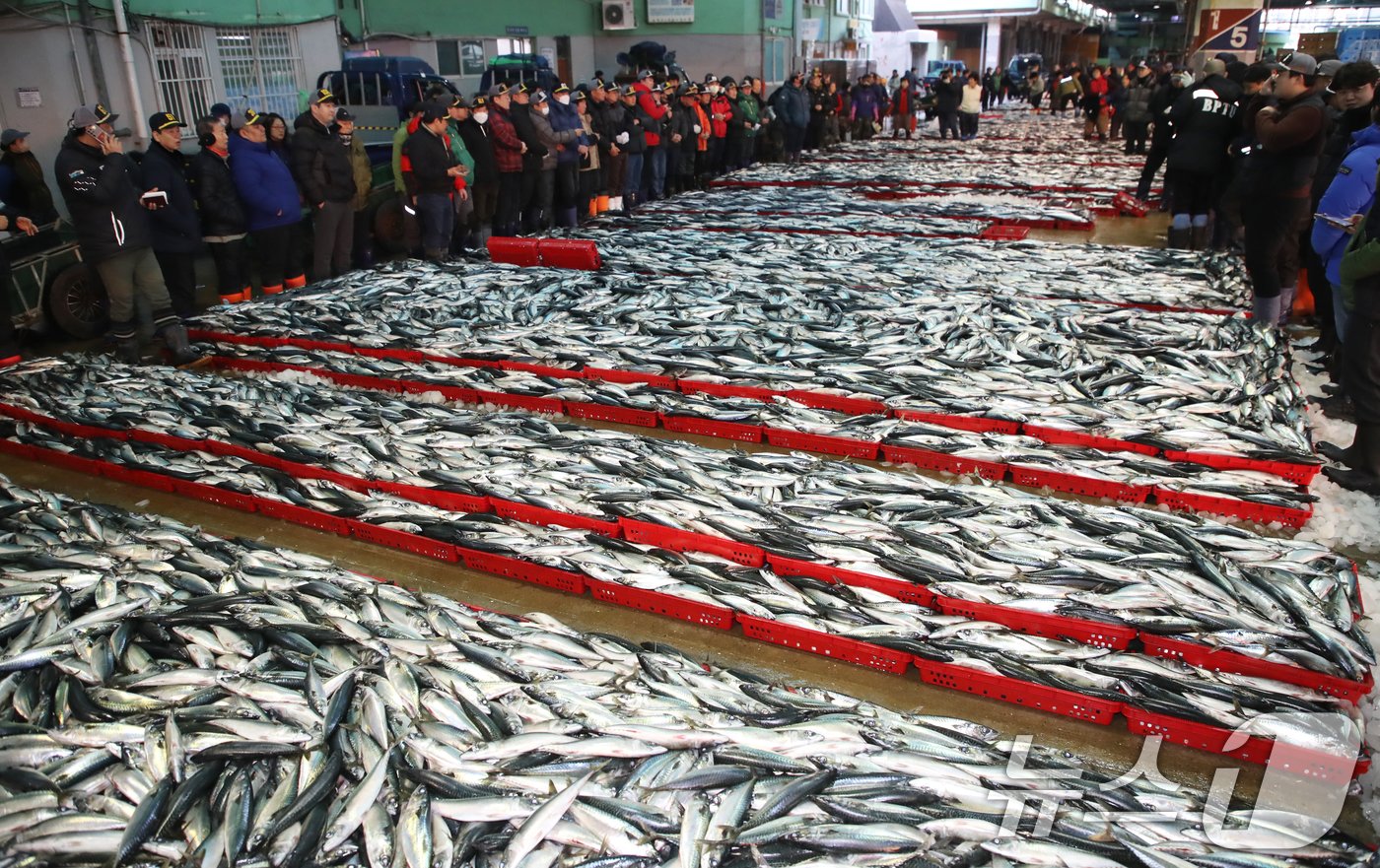 본문 이미지 - 2일 오전 부산 서구 부산공동어시장에서 중도매인들이 힘찬 손짓으로 새해 첫 수산물 경매를 진행하고 있다. 2025.1.2/뉴스1 ⓒ News1 윤일지 기자