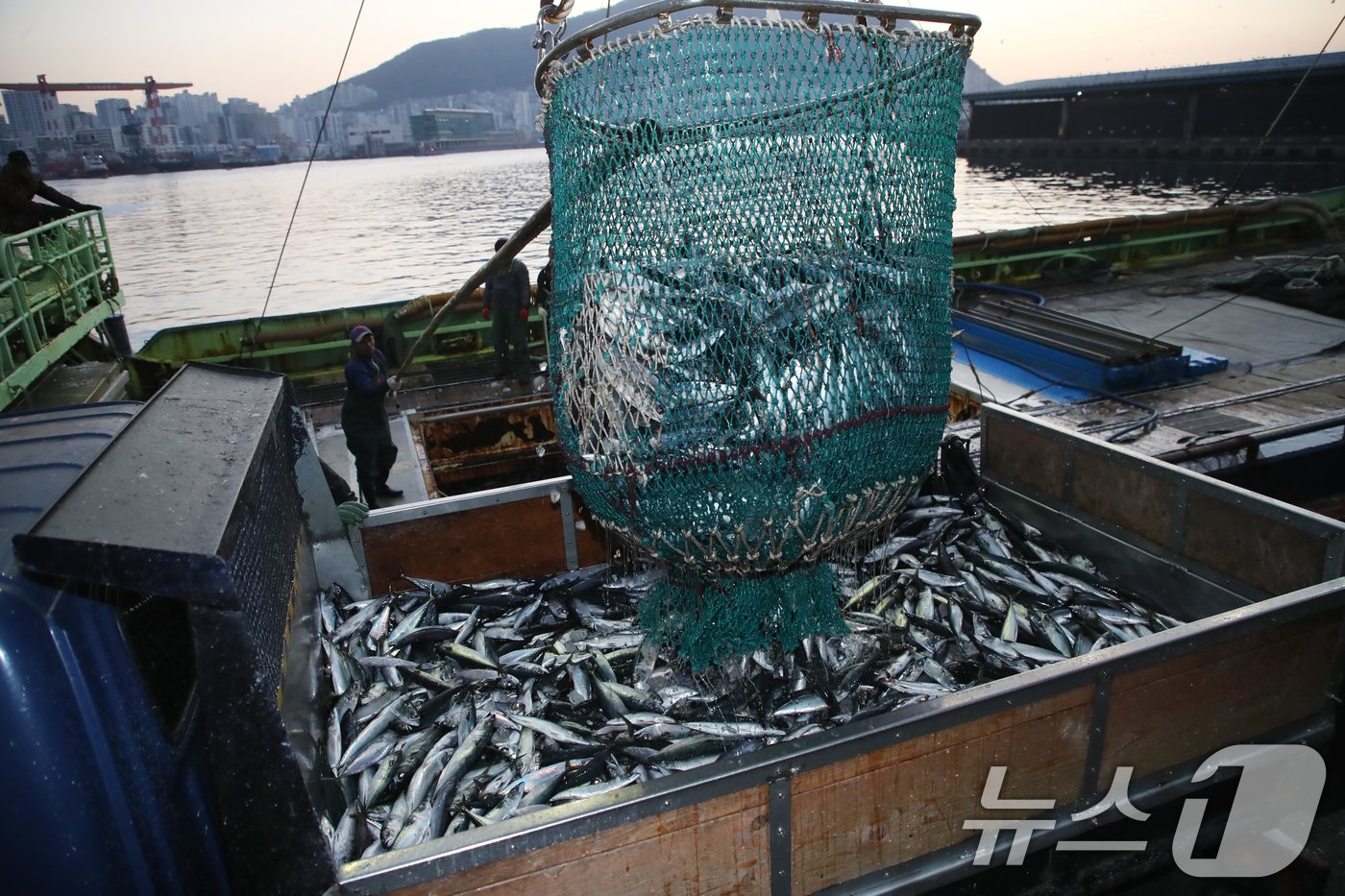 본문 이미지 - 2일 오전 부산 서구 부산공동어시장에서 어민들이 조업해 잡은 고등어를 경매를 위해 트럭에 옮겨 싣고 있다. 2025.1.2/뉴스1 ⓒ News1 윤일지 기자