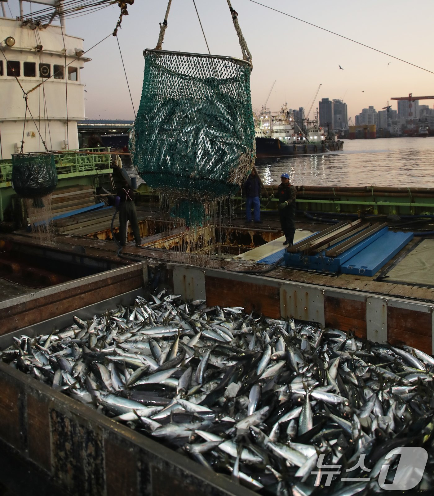 본문 이미지 - 2일 오전 부산 서구 부산공동어시장에서 어민들이 조업해 잡은 고등어를 경매를 위해 트럭에 옮겨 싣고 있다. 2025.1.2/뉴스1 ⓒ News1 윤일지 기자