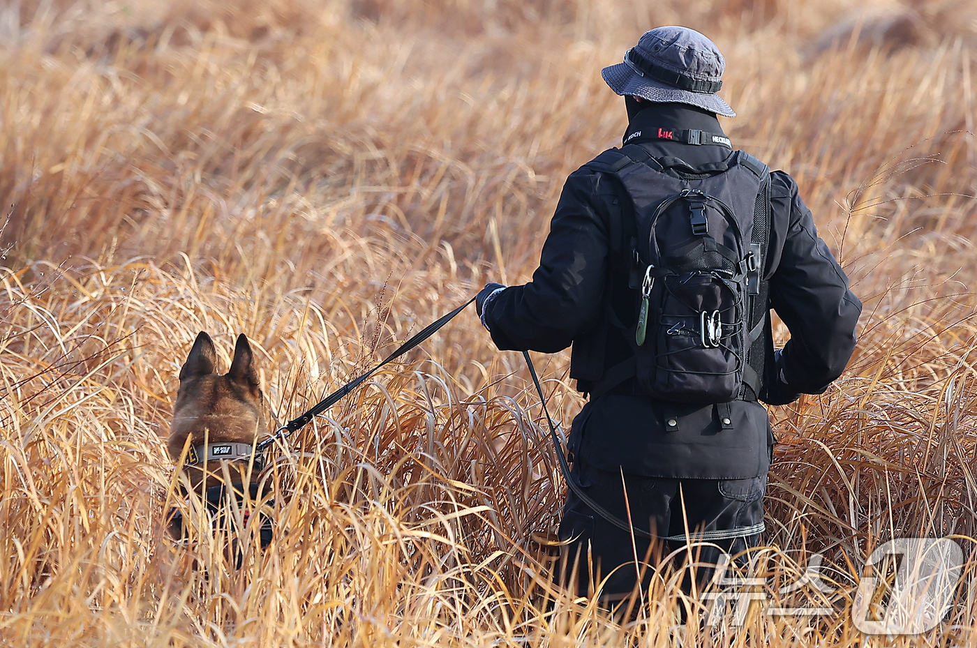 (무안=뉴스1) 김진환 기자 = 2일 전남 무안국제공항 제주항공 여객기 참사 현장에서 경찰특공대 대원이 탐지견과 함께 현장 수색을 하고 있다. 2025.1.2/뉴스1