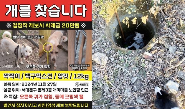 등산 중 구덩이서 발견한 백구…알고보니 20일 전 실종된 '짝짝이'