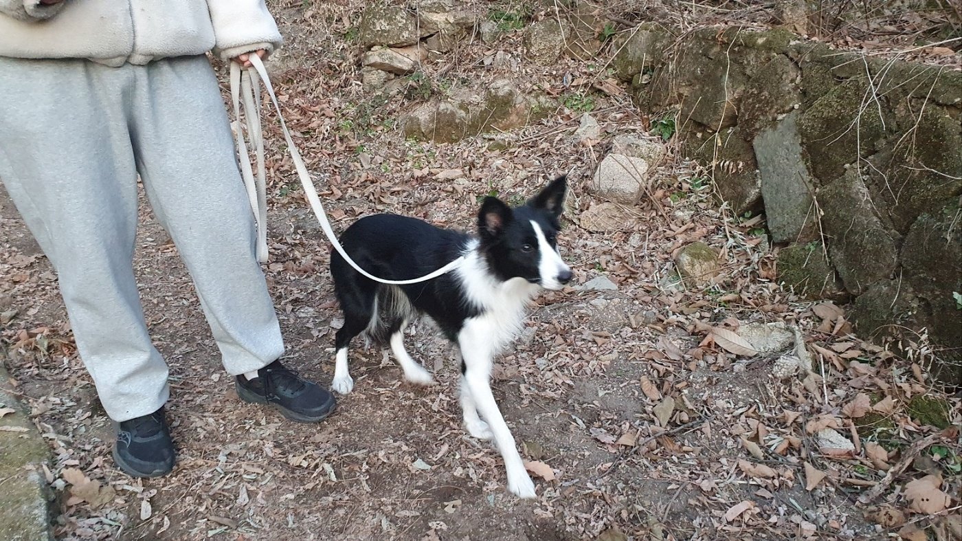 본문 이미지 - 지난 12월 17일 짝짝이 구조 당시 보더콜리 상추의 모습 &#40;보호자 제공&#41; ⓒ 뉴스1