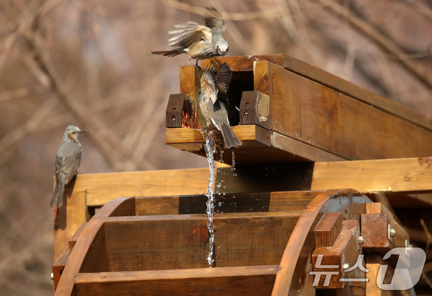 (부산=뉴스1) 윤일지 기자 = 절기상 큰 추위를 뜻하는 '대한(大寒)'이지만 포근한 날씨를 보인 20일 부산 남구 대연수목전시원에서 직박구리들이 물이 흐르는 물레방아에 앉아 몸을 …