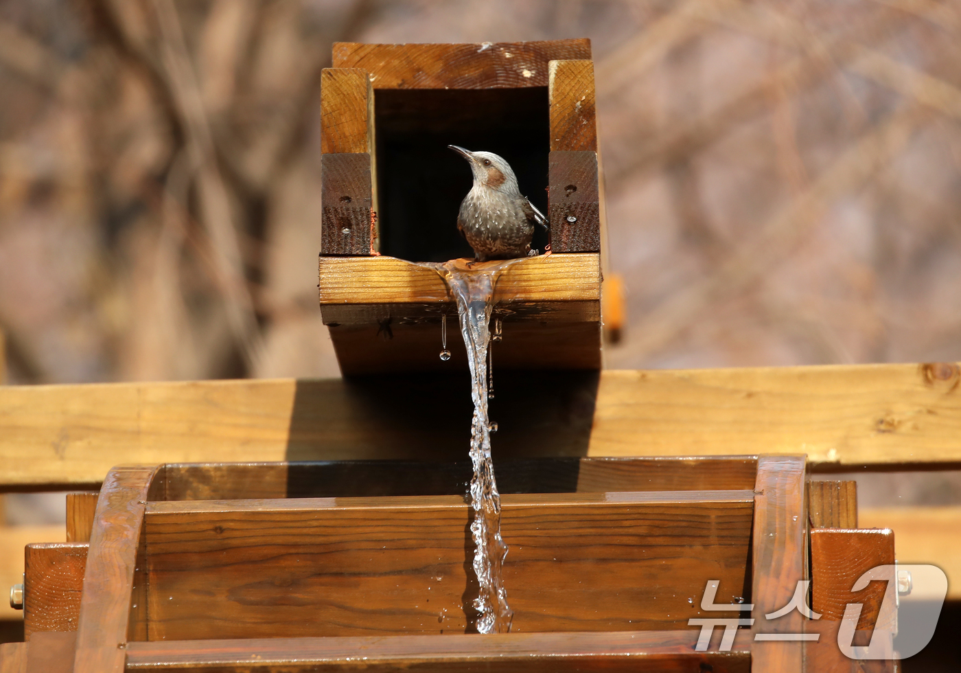 (부산=뉴스1) 윤일지 기자 = 절기상 큰 추위를 뜻하는 '대한(大寒)'이지만 포근한 날씨를 보인 20일 부산 남구 대연수목전시원에서 직박구리들이 물이 흐르는 물레방아에 앉아 몸을 …