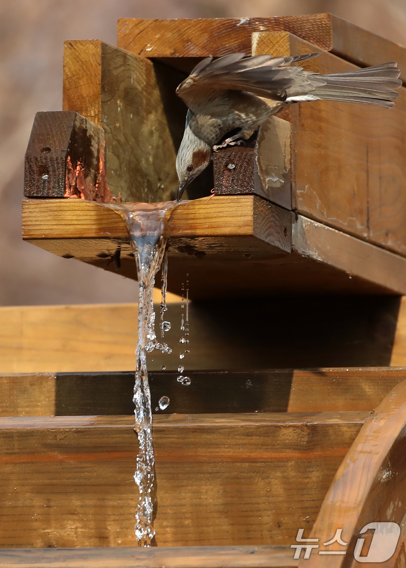 (부산=뉴스1) 윤일지 기자 = 절기상 큰 추위를 뜻하는 '대한(大寒)'이지만 포근한 날씨를 보인 20일 부산 남구 대연수목전시원에서 직박구리들이 물이 흐르는 물레방아에 앉아 몸을 …