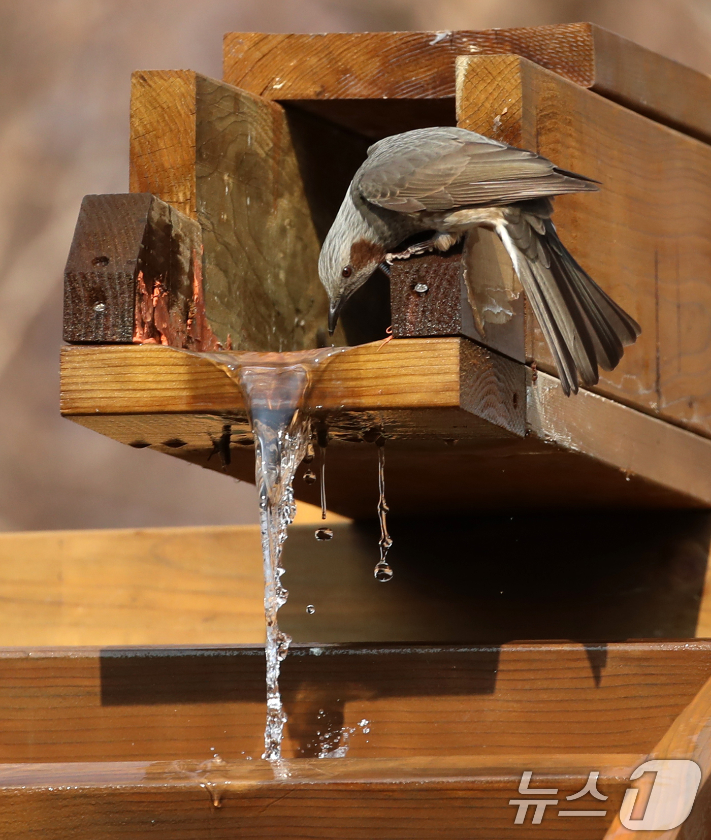 (부산=뉴스1) 윤일지 기자 = 절기상 큰 추위를 뜻하는 '대한(大寒)'이지만 포근한 날씨를 보인 20일 부산 남구 대연수목전시원에서 직박구리들이 물이 흐르는 물레방아에 앉아 몸을 …