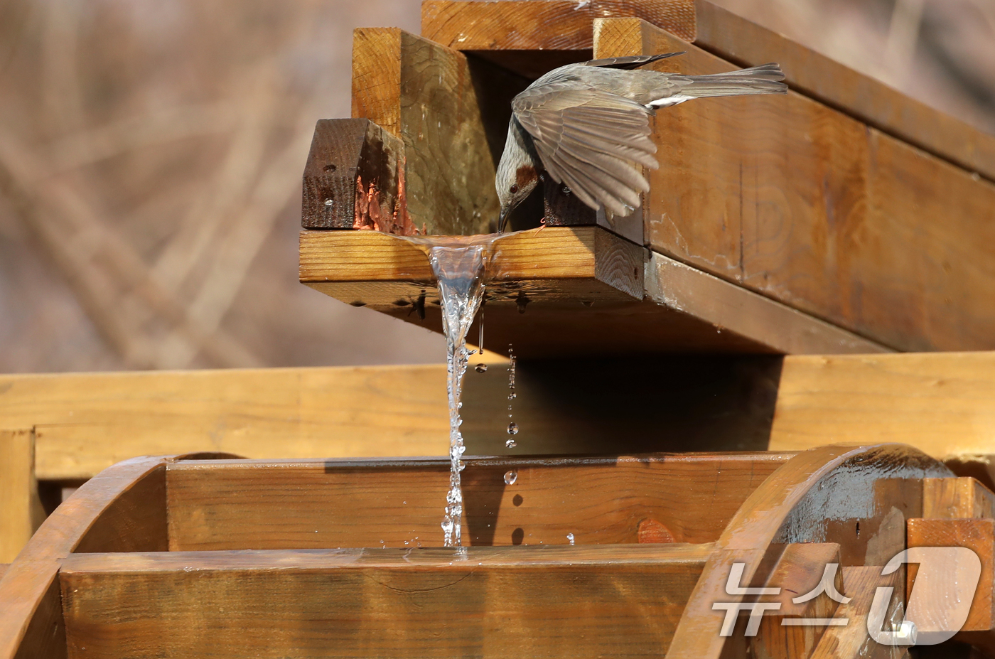 (부산=뉴스1) 윤일지 기자 = 절기상 큰 추위를 뜻하는 '대한(大寒)'이지만 포근한 날씨를 보인 20일 부산 남구 대연수목전시원에서 직박구리들이 물이 흐르는 물레방아에 앉아 몸을 …