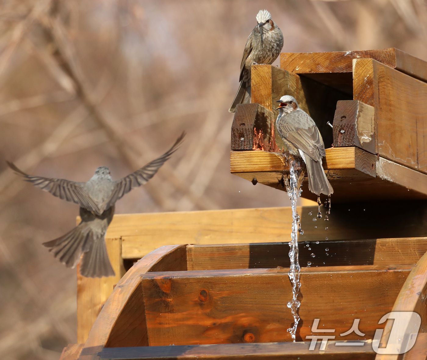 (부산=뉴스1) 윤일지 기자 = 절기상 큰 추위를 뜻하는 '대한(大寒)'이지만 포근한 날씨를 보인 20일 부산 남구 대연수목전시원에서 직박구리들이 물이 흐르는 물레방아에 앉아 몸을 …