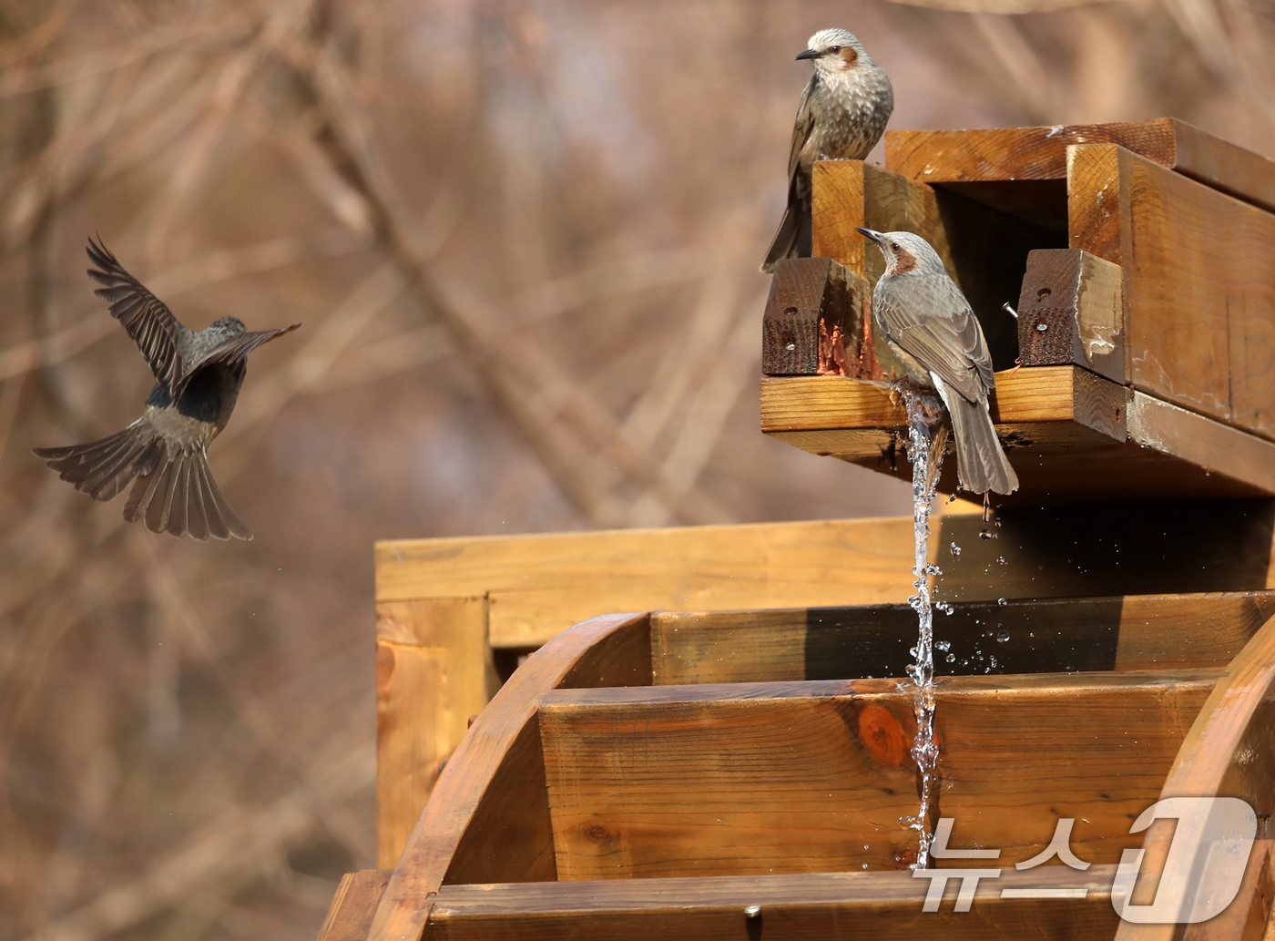 (부산=뉴스1) 윤일지 기자 = 절기상 큰 추위를 뜻하는 '대한(大寒)'이지만 포근한 날씨를 보인 20일 부산 남구 대연수목전시원에서 직박구리들이 물이 흐르는 물레방아에 앉아 몸을 …