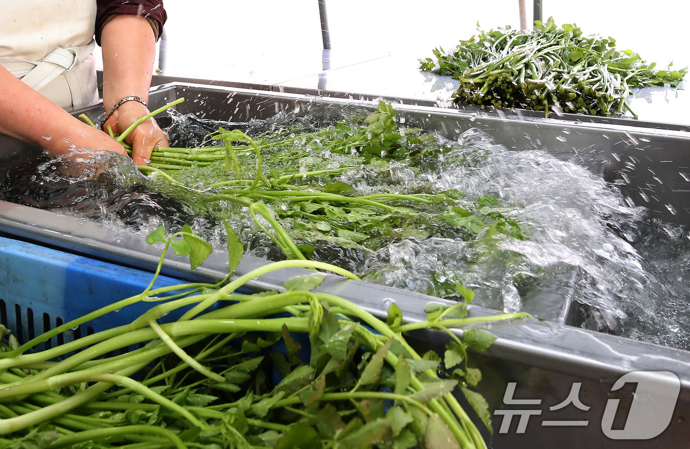 (대구=뉴스1) 공정식 기자 = 평년기온을 웃도는 포근한 날씨가 이어진 21일 대구 동구 팔공산 자락 범이미나리농원에서 미나리를 흐르는 물에 씻고 있다.미나리는 혈액을 맑게 해주고 …