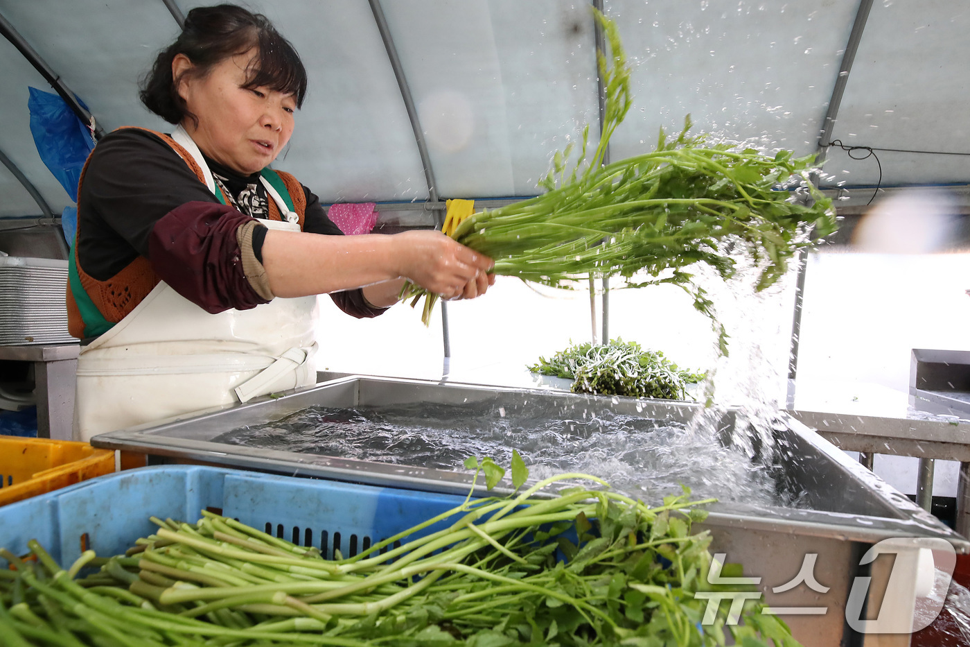 (대구=뉴스1) 공정식 기자 = 평년기온을 웃도는 포근한 날씨가 이어진 21일 대구 동구 팔공산 자락 범이미나리농원에서 미나리를 흐르는 물에 씻고 있다.미나리는 혈액을 맑게 해주고 …