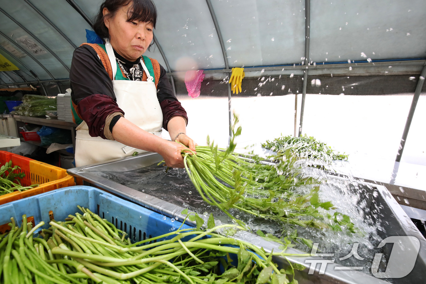 (대구=뉴스1) 공정식 기자 = 평년기온을 웃도는 포근한 날씨가 이어진 21일 대구 동구 팔공산 자락 범이미나리농원에서 미나리를 흐르는 물에 씻고 있다.미나리는 혈액을 맑게 해주고 …