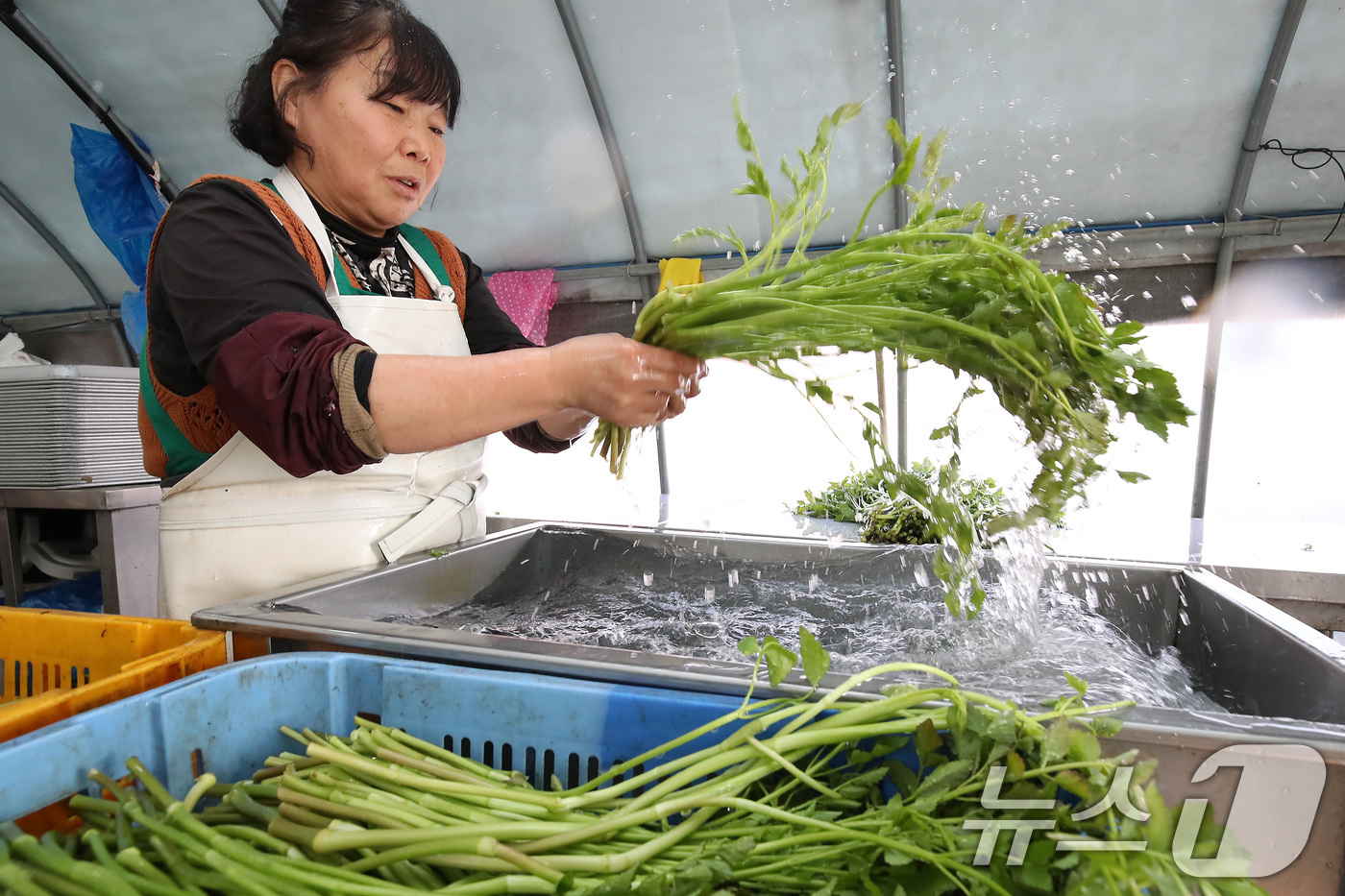 (대구=뉴스1) 공정식 기자 = 평년기온을 웃도는 포근한 날씨가 이어진 21일 대구 동구 팔공산 자락 범이미나리농원에서 미나리를 흐르는 물에 씻고 있다.미나리는 혈액을 맑게 해주고 …