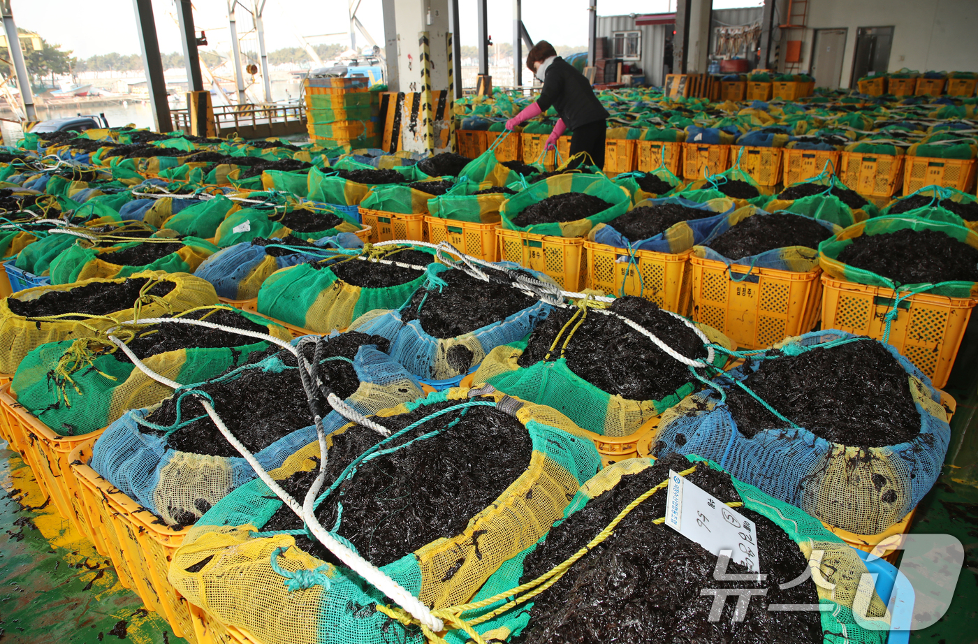 (부산=뉴스1) 윤일지 기자 = 21일 부산 강서구 신호동 부경신항수협 수산물위판장에서 어민이 갓 수확한 물김을 경매에 부친 후 정리하고 있다.바다와 강이 만나는 낙동강 하구에서 …