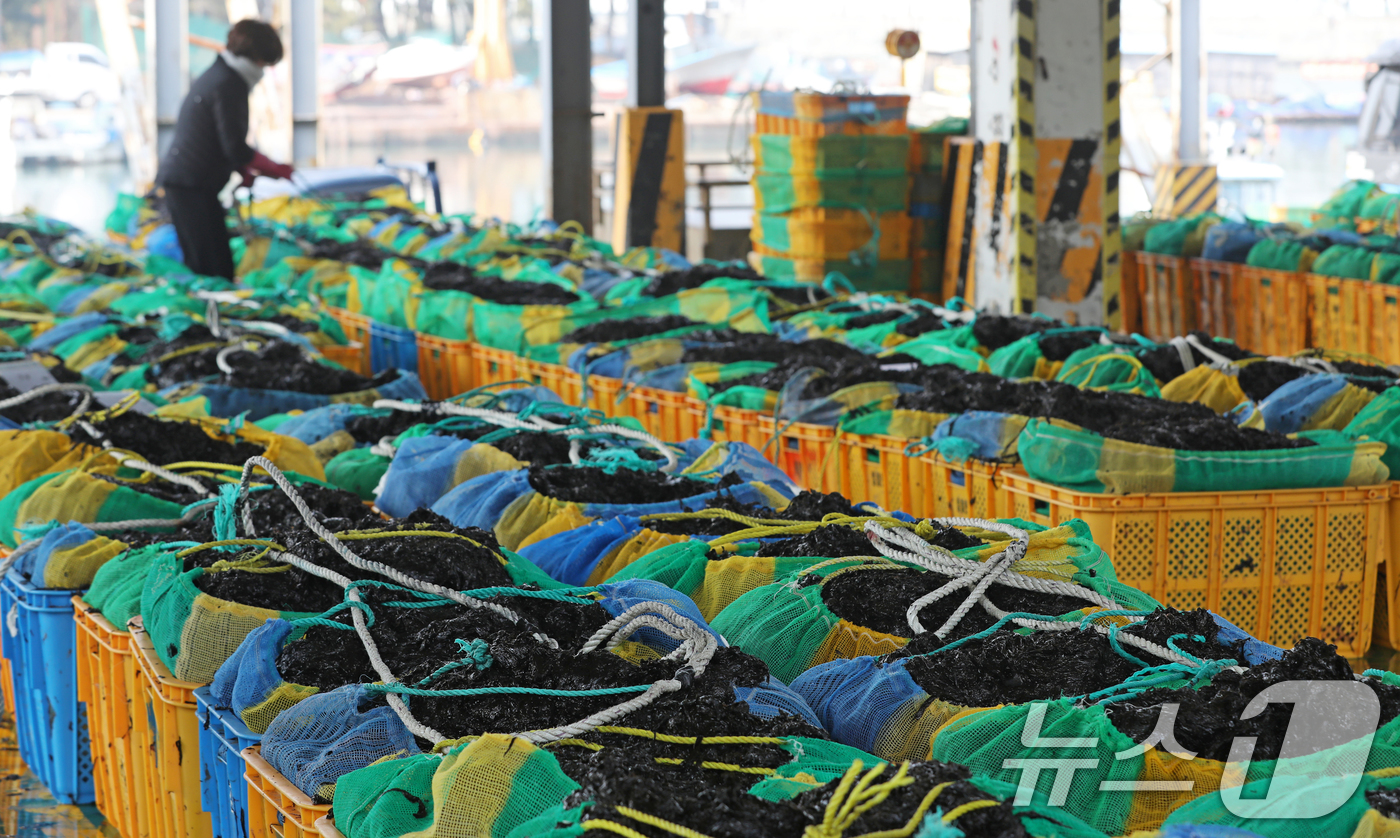 (부산=뉴스1) 윤일지 기자 = 21일 부산 강서구 신호동 부경신항수협 수산물위판장에서 어민이 갓 수확한 물김을 경매에 부친 후 정리하고 있다.바다와 강이 만나는 낙동강 하구에서 …