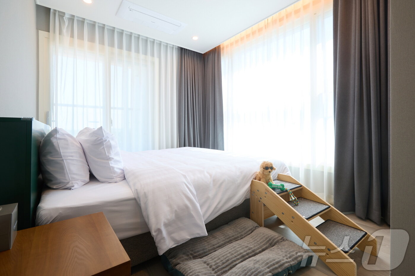 본문 이미지 - 체스터톤스 낙산의 펫 프렌들리 룸.(체스터톤스호텔앤드레지던스 제공)