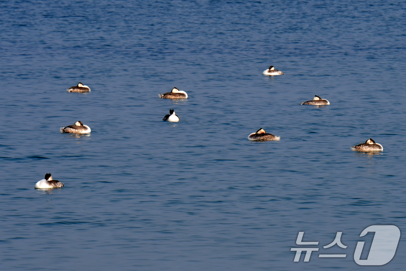(포항=뉴스1) 최창호 기자 = 22일 오후 경북 포항시 남구 송도해수욕장에서 뿔논병아리들이 햇볕을 쬐고 있다. 2025.1.22/뉴스1