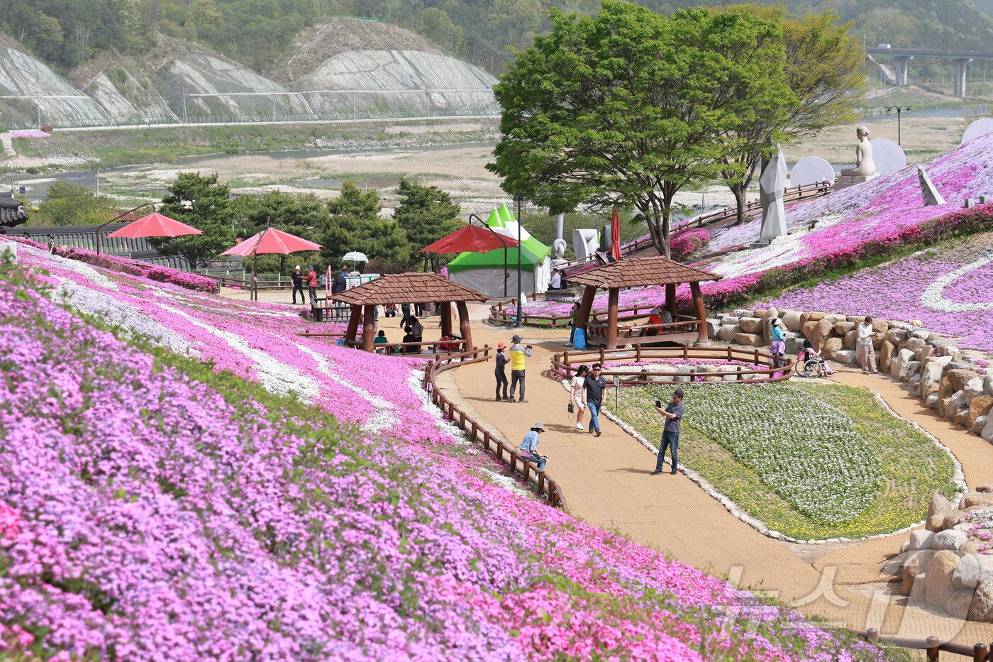 본문 이미지 - 산청 생초 꽃잔디 축제장&#40;산청군 제공&#41;.