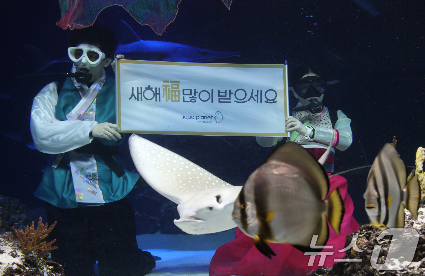 (수원=뉴스1) 김영운 기자 = 설 명절을 앞둔 23일 경기 수원시 영통구 아쿠아플라넷 광교에서 한복과 인어 복장을 입은 아쿠아리스트들이 설 명절 인사를 하고 있다. 2025.1. …